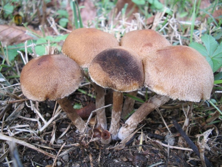 Ritrovamento in giardino